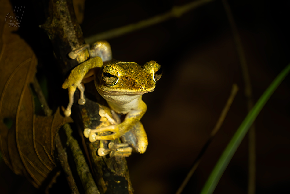 létavka velkohlavá - Polypedates megacephalus