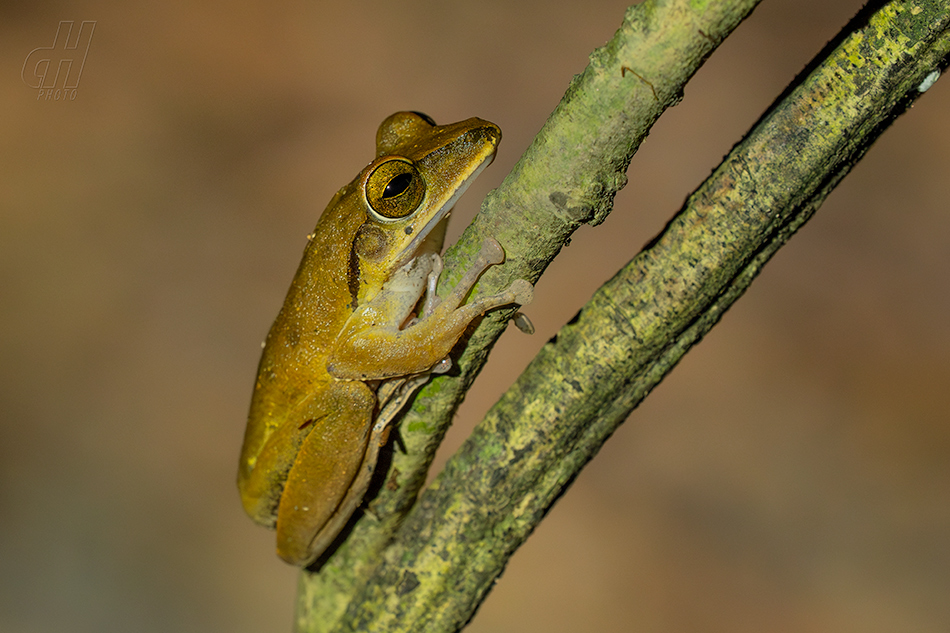 létavka velkohlavá - Polypedates megacephalus