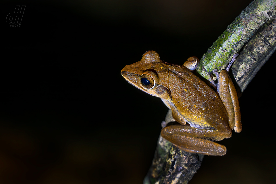 létavka velkohlavá - Polypedates megacephalus