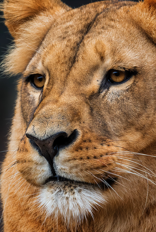 lev konžský - Panthera leo bleyenberghi