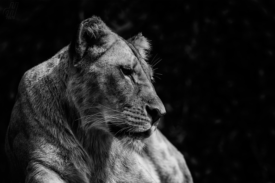 lev - Panthera leo