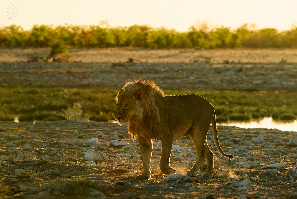 lev - Panthera leo