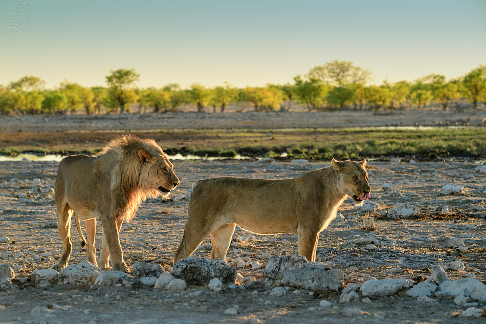 lev - Panthera leo