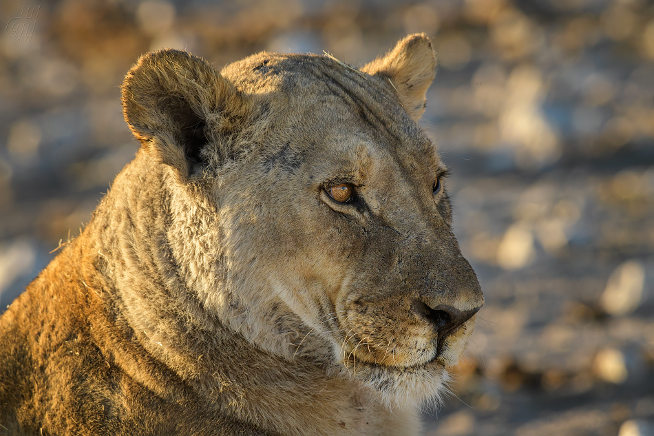 lev - Panthera leo