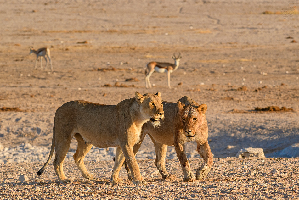 lev - Panthera leo