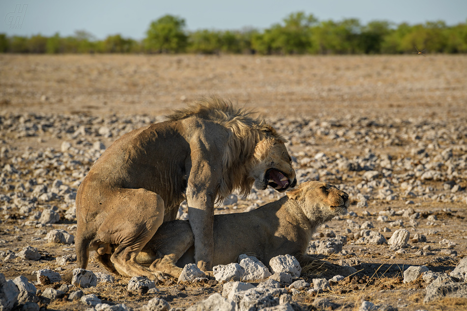 lev - Panthera leo