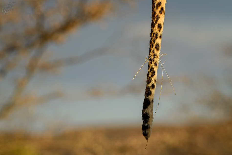 levhart - Panthera pardus