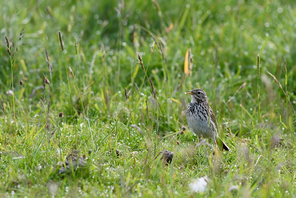 linduška luční - Anthus pratensis