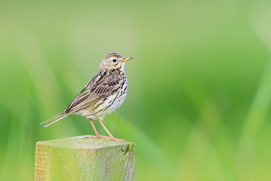 linduška luční - Anthus pratensis