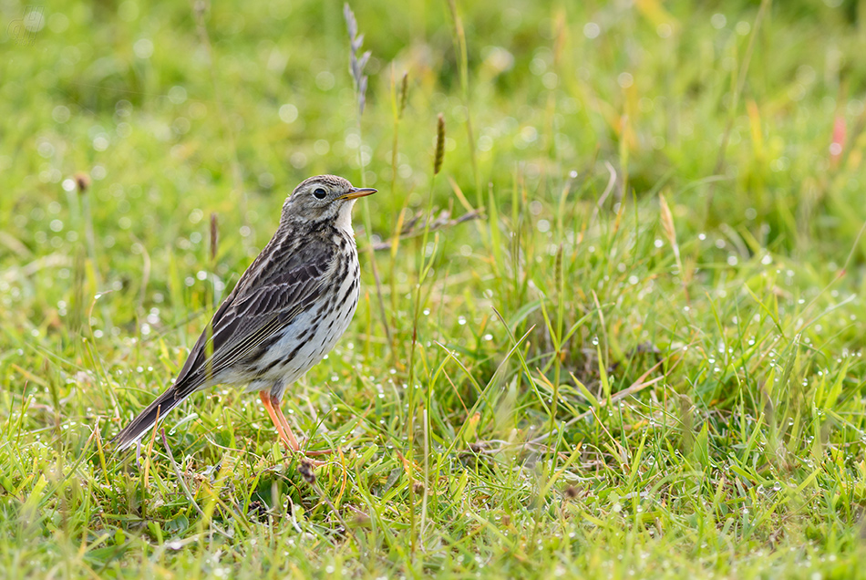 linduška luční - Anthus pratensis