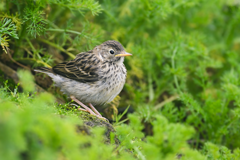 linduška luční - Anthus pratensis