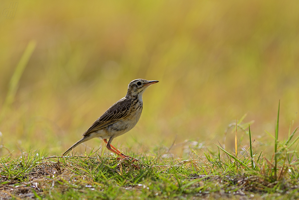 linduška rýžová - Anthus rufulus