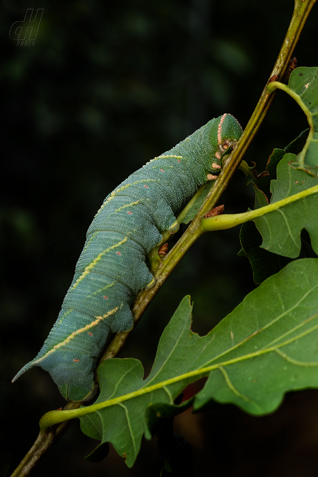 lišaj dubový - Marumba quercus