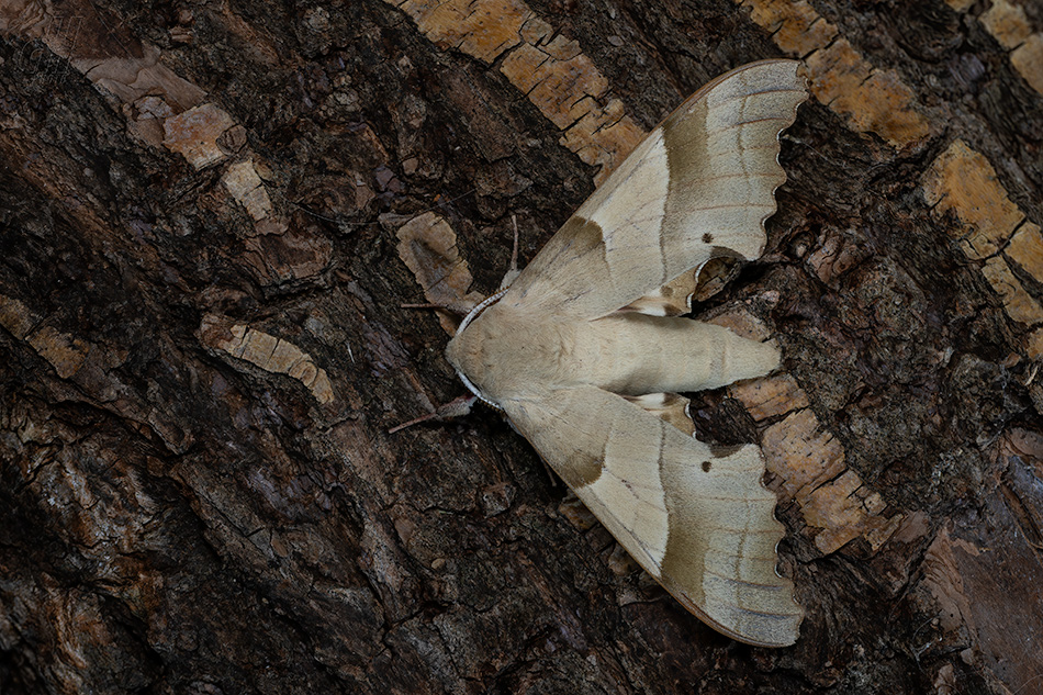 lišaj dubový - Marumba quercus