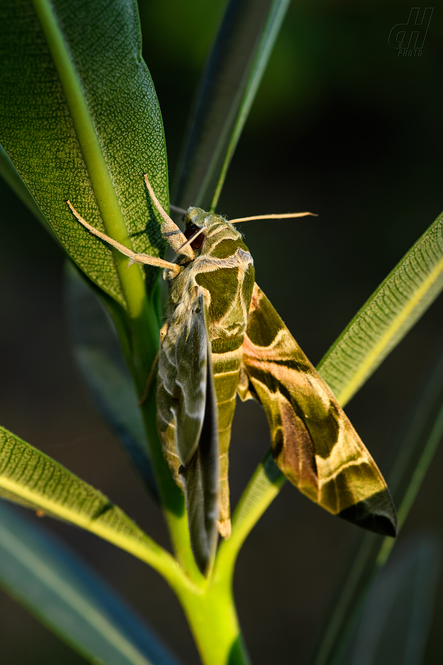 lišaj oleandrový - Daphnis nerii