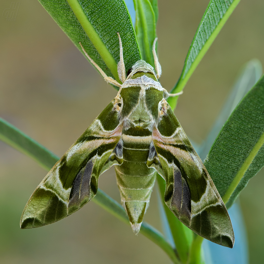 lišaj oleandrový - Daphnis nerii