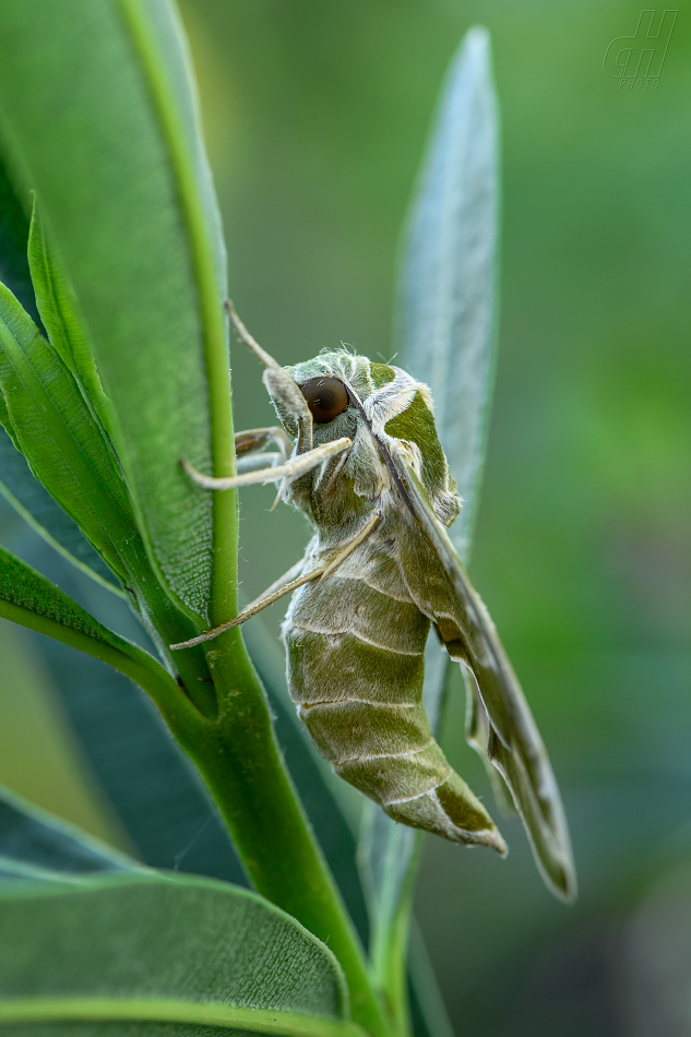 lišaj oleandrový - Daphnis nerii