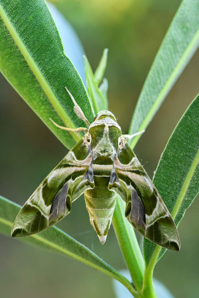 lišaj oleandrový - Daphnis nerii