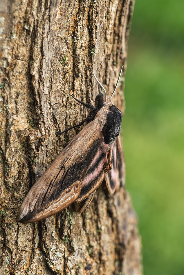 lišaj šeříkový - Sphinx ligustri