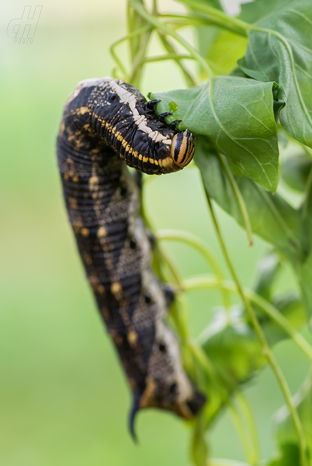 lišaj svlačcový - Agrius convolvuli