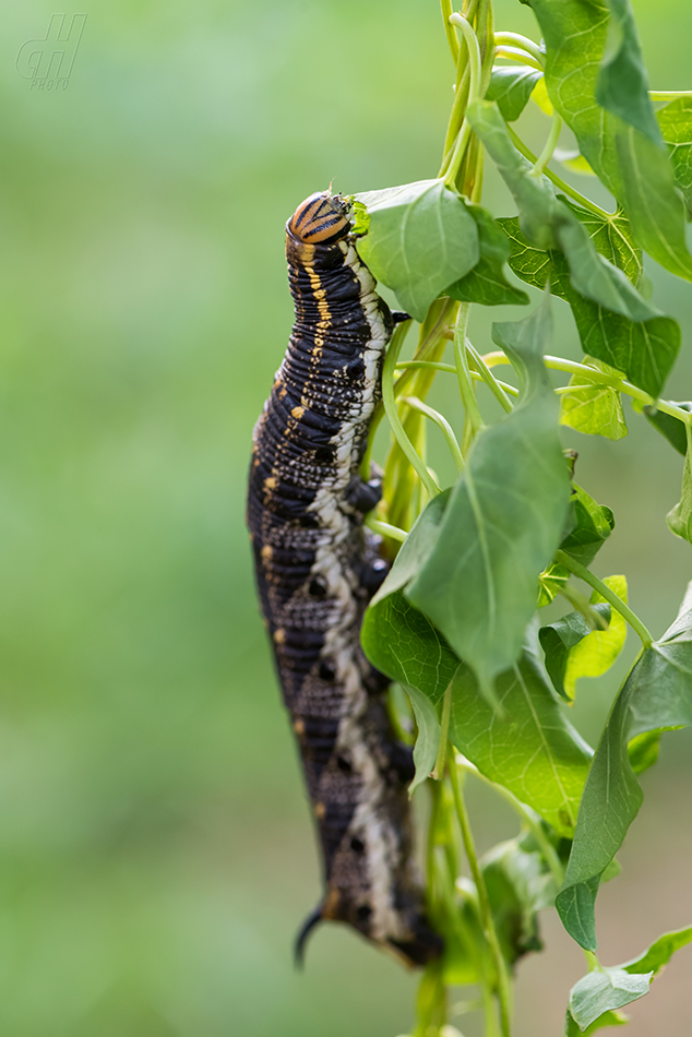 lišaj svlačcový - Agrius convolvuli