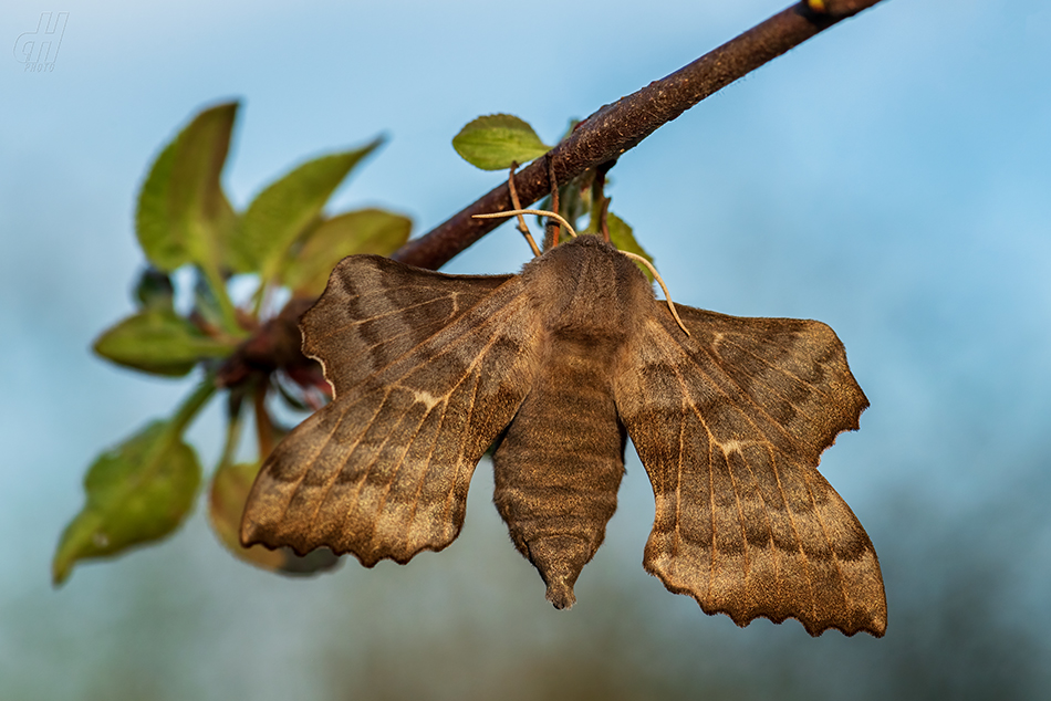 lišaj topolový - Laothoe populi