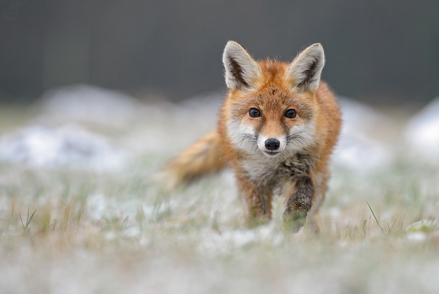 liška obecná - Vulpes vulpes