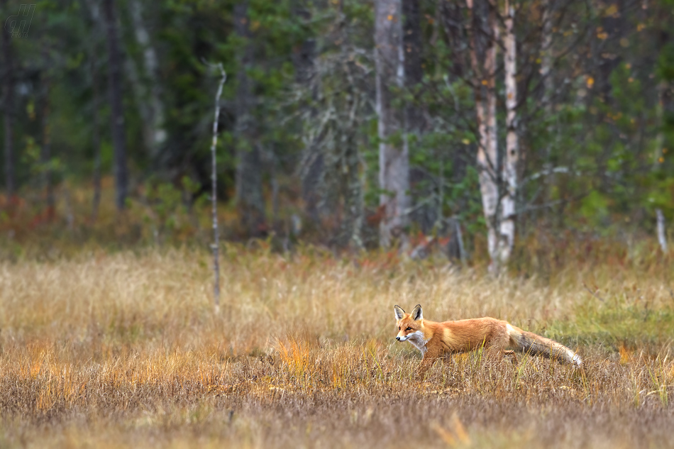 liška obecná - Vulpes vulpes