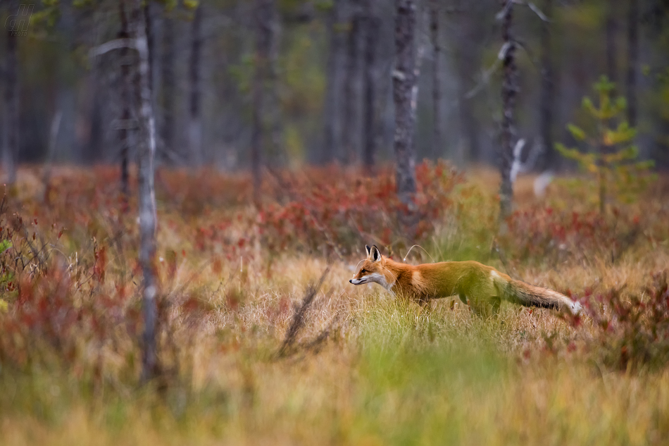 liška obecná - Vulpes vulpes