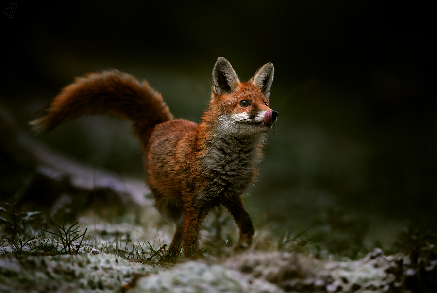 liška obecná - Vulpes vulpes