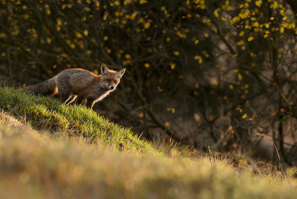 liška obecná - Vulpes vulpes