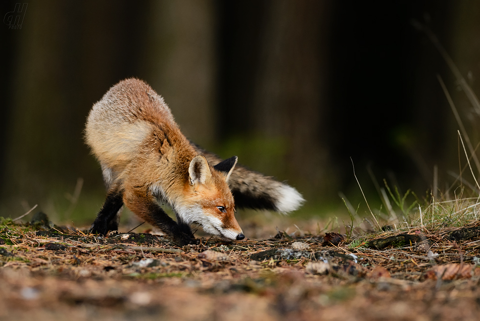 liška obecná - Vulpes vulpes