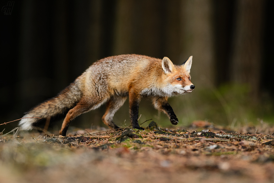 liška obecná - Vulpes vulpes