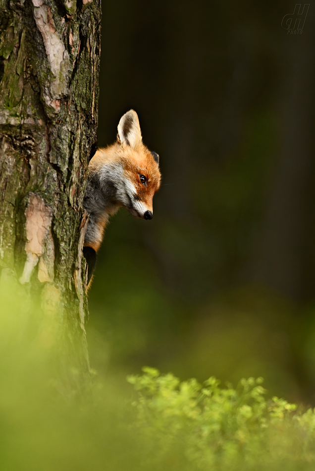 liška obecná - Vulpes vulpes