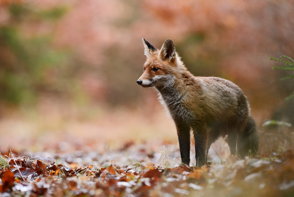 liška obecná - Vulpes vulpes