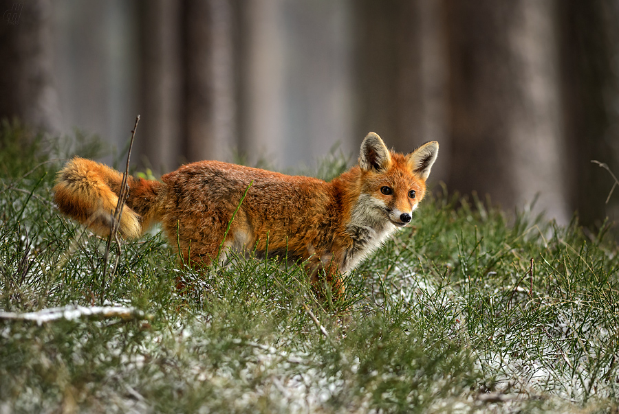 liška obecná - Vulpes vulpes