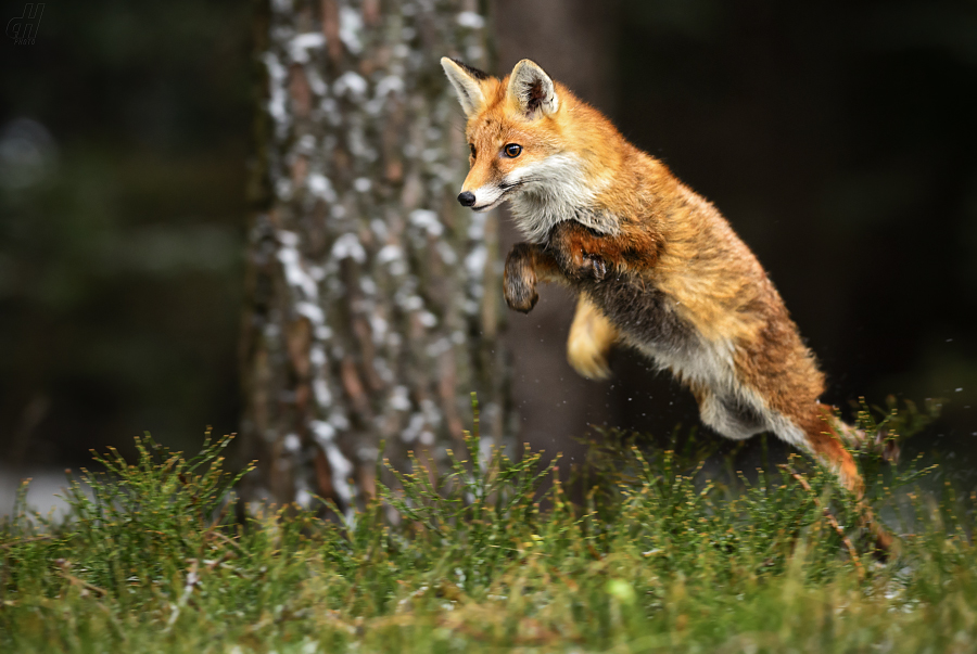 liška obecná - Vulpes vulpes