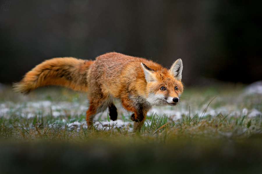 liška obecná - Vulpes vulpes