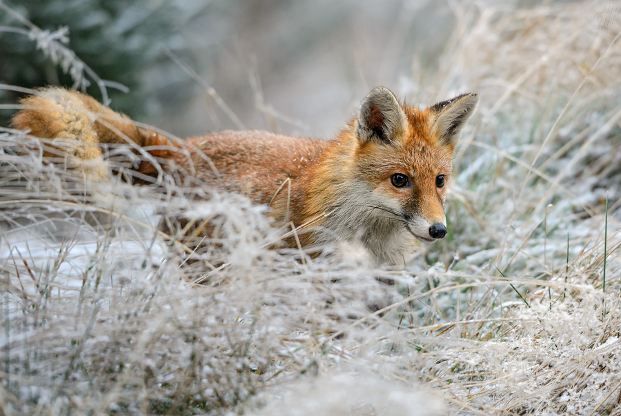 liška obecná - Vulpes vulpes