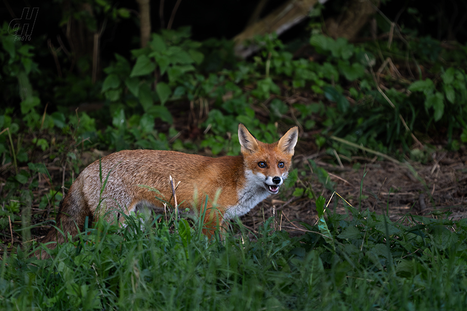 liška obecná - Vulpes vulpes