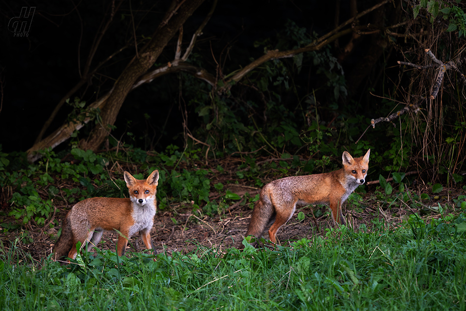 liška obecná - Vulpes vulpes