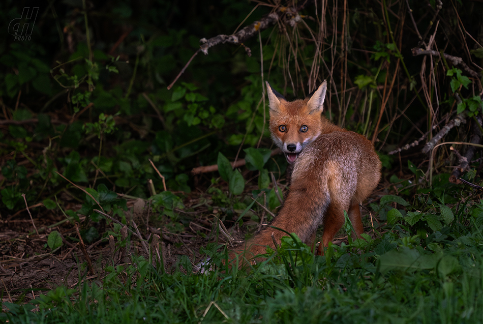liška obecná - Vulpes vulpes
