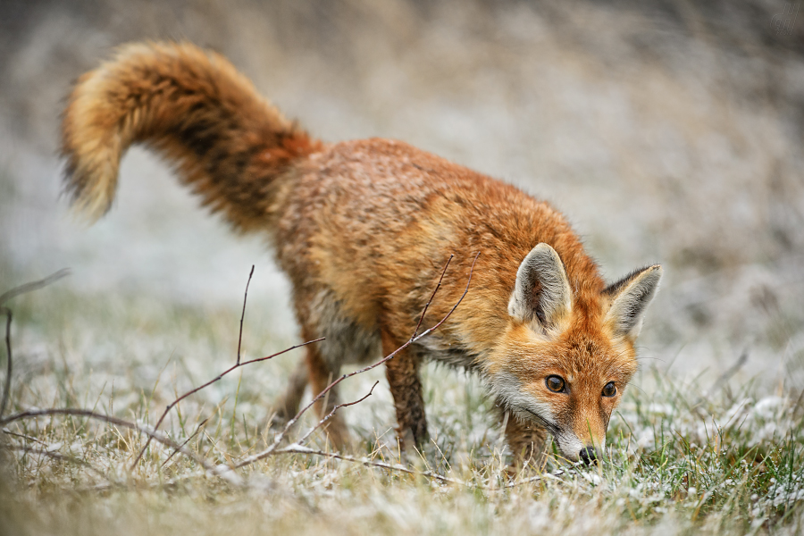 liška obecná - Vulpes vulpes