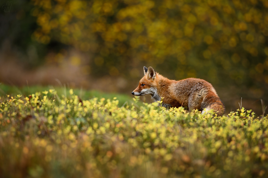 liška obecná - Vulpes vulpes