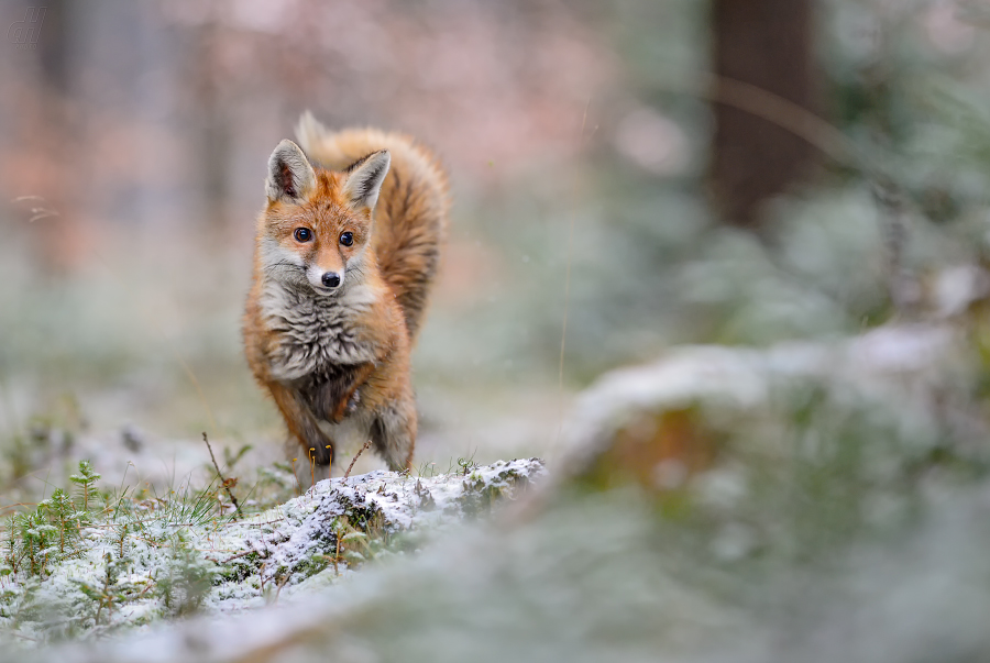 liška obecná - Vulpes vulpes