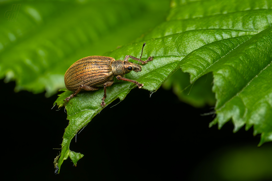 listopas keřový - Polydrusus mollis
