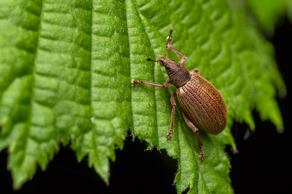 listopas keřový - Polydrusus mollis