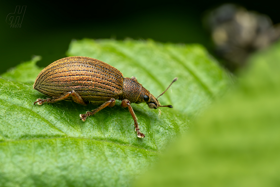 listopas keřový - Polydrusus mollis