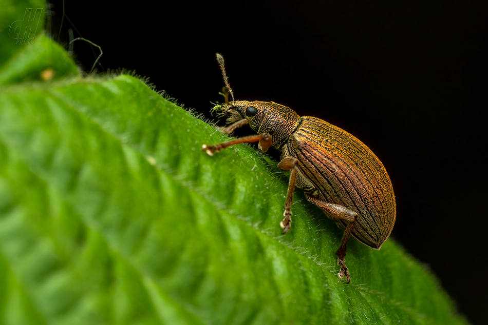 listopas keřový - Polydrusus mollis