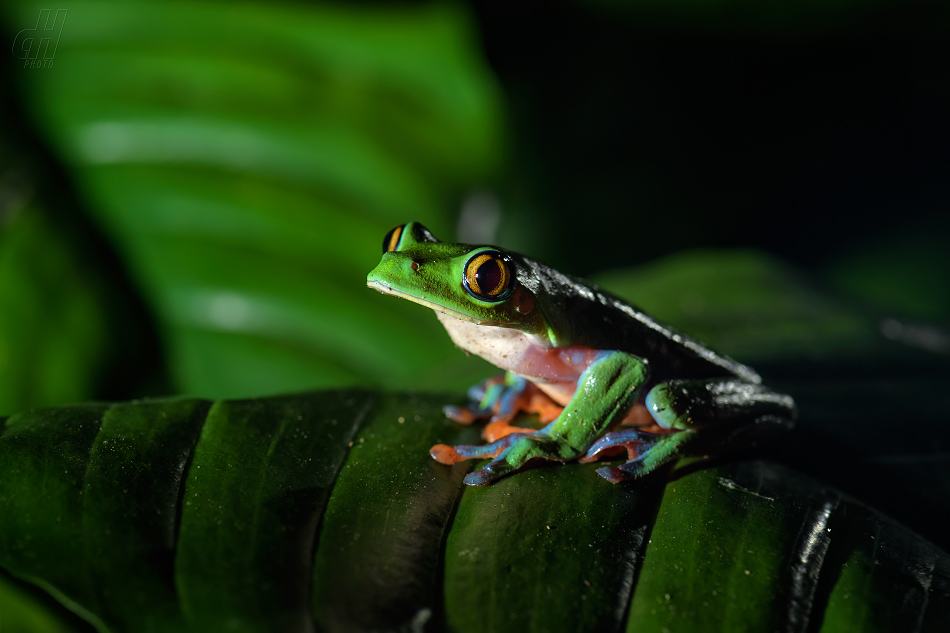 listovnice modroboká - Agalychnis annae